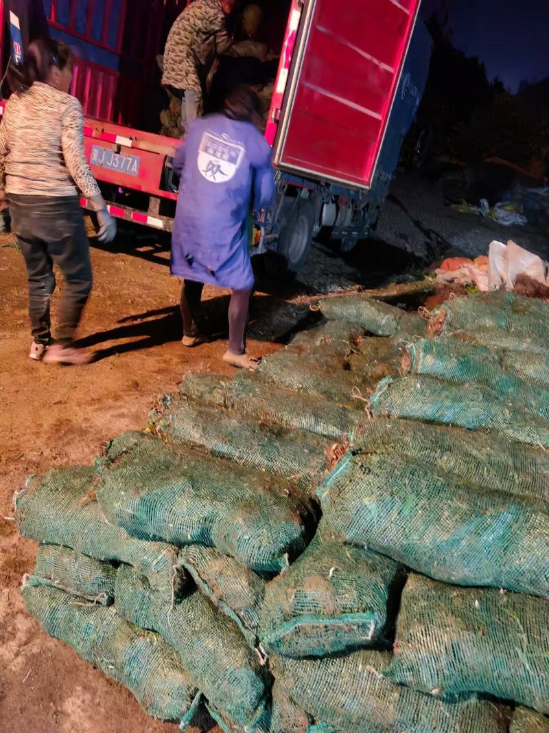 石蒜，大量供应。产地直销，绿化工程必备品，现起现挖
