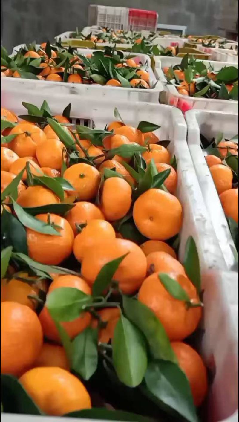 广西桂林棉桔（臭皮柑）颜色红，口感化渣，纯甜！