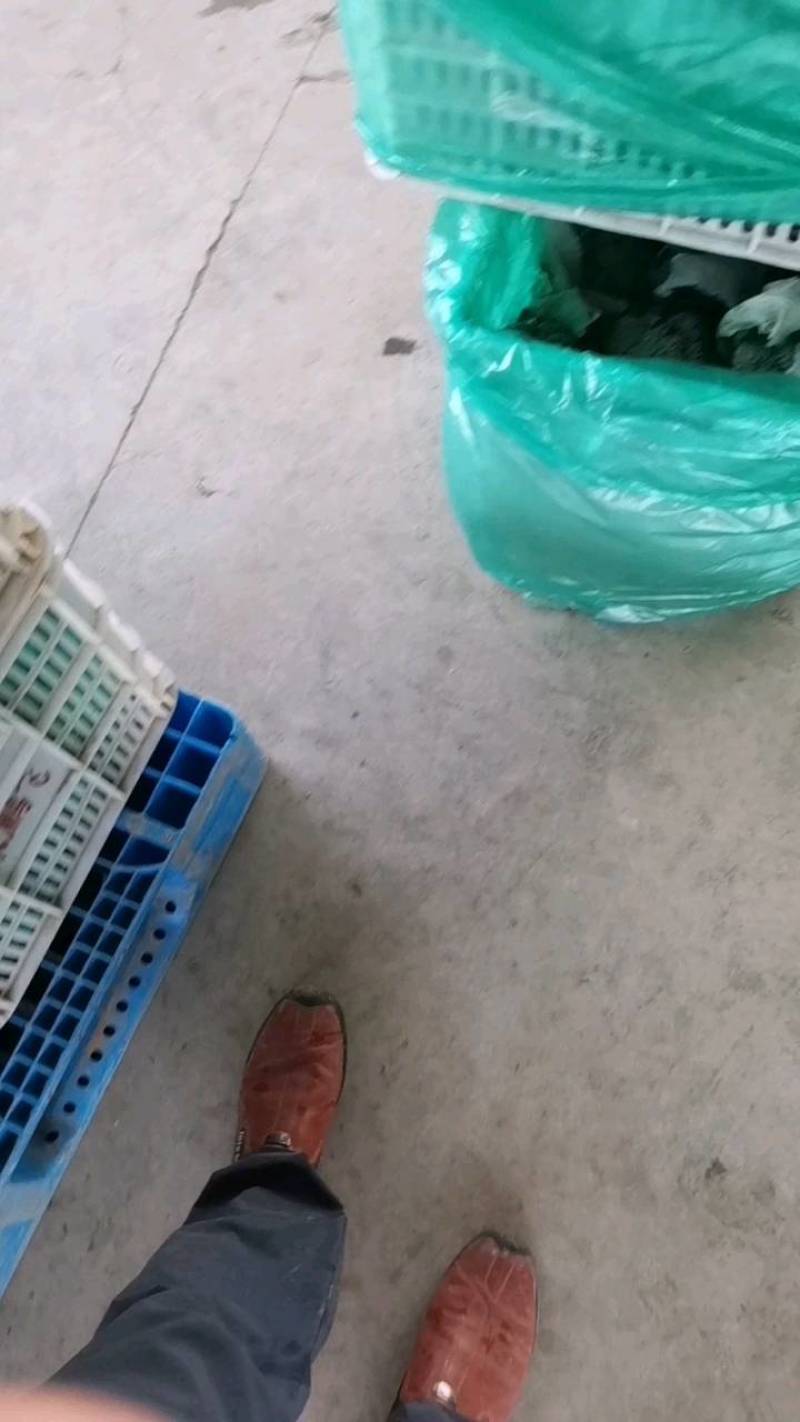 急售东台西兰花！基地直发！质量好价格便宜！