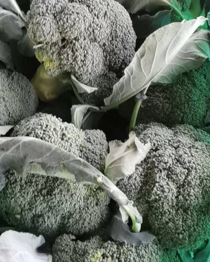 急售东台西兰花！基地直发！质量好价格便宜！