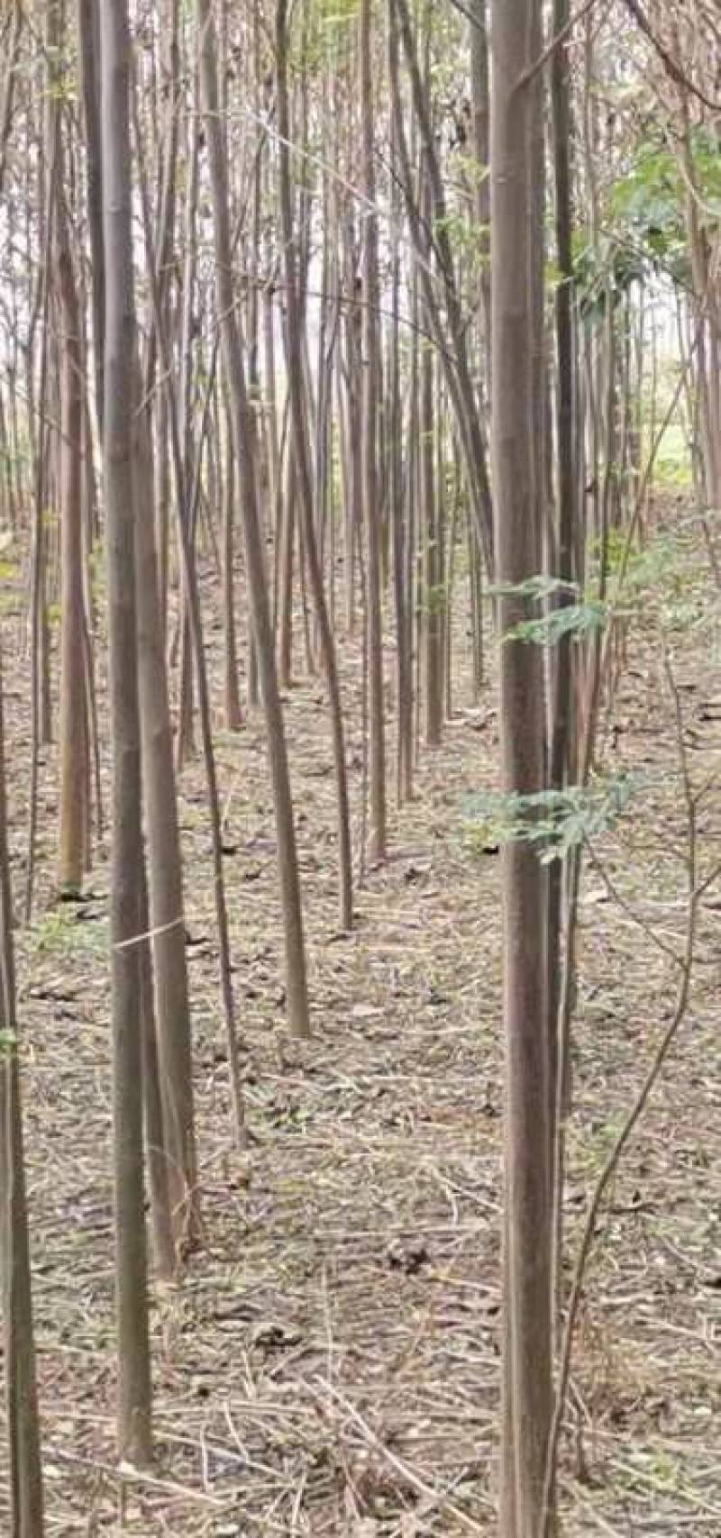 苦楝