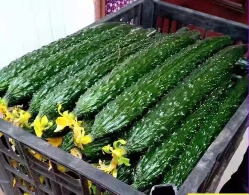 精品水黄瓜，货足量大，产地直发，诚信代办。