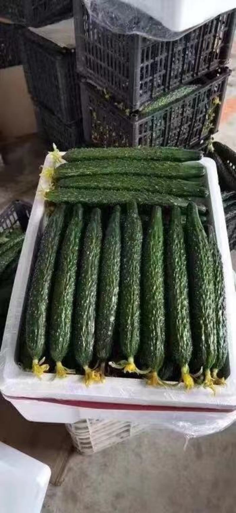 精品水黄瓜，货足量大，产地直发，诚信代办。