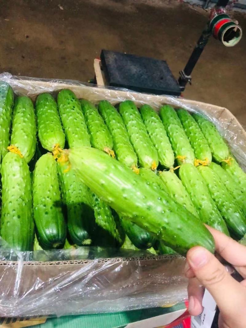 精品旱黄瓜，产地直发，诚信合作，物美价廉。