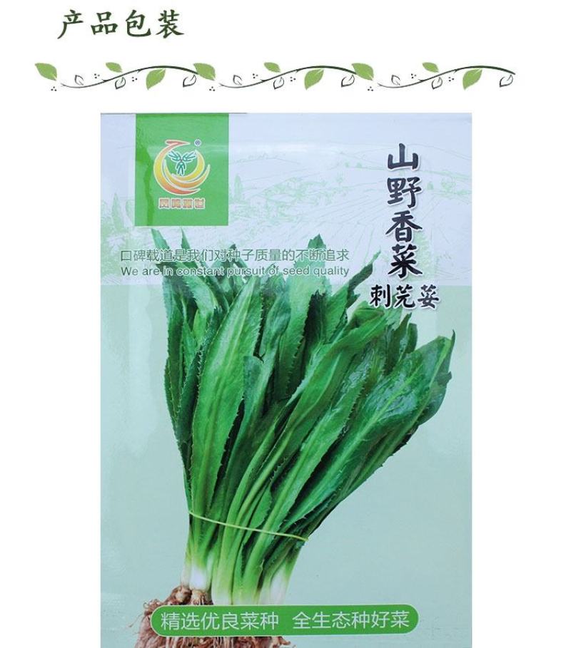 大芫荽香菜种子云南山野大香菜蔬菜四季种籽缅甸刺芫荽野菜种