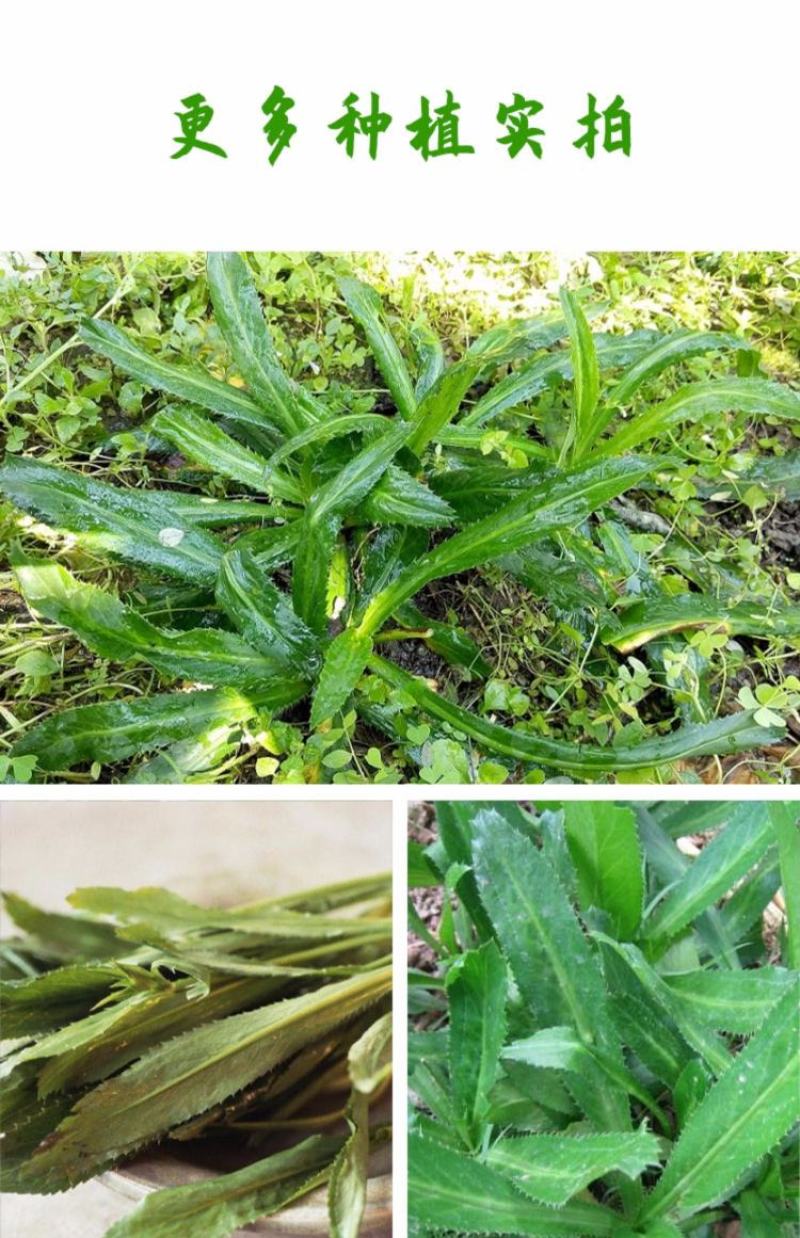 大芫荽香菜种子云南山野大香菜蔬菜四季种籽缅甸刺芫荽野菜种