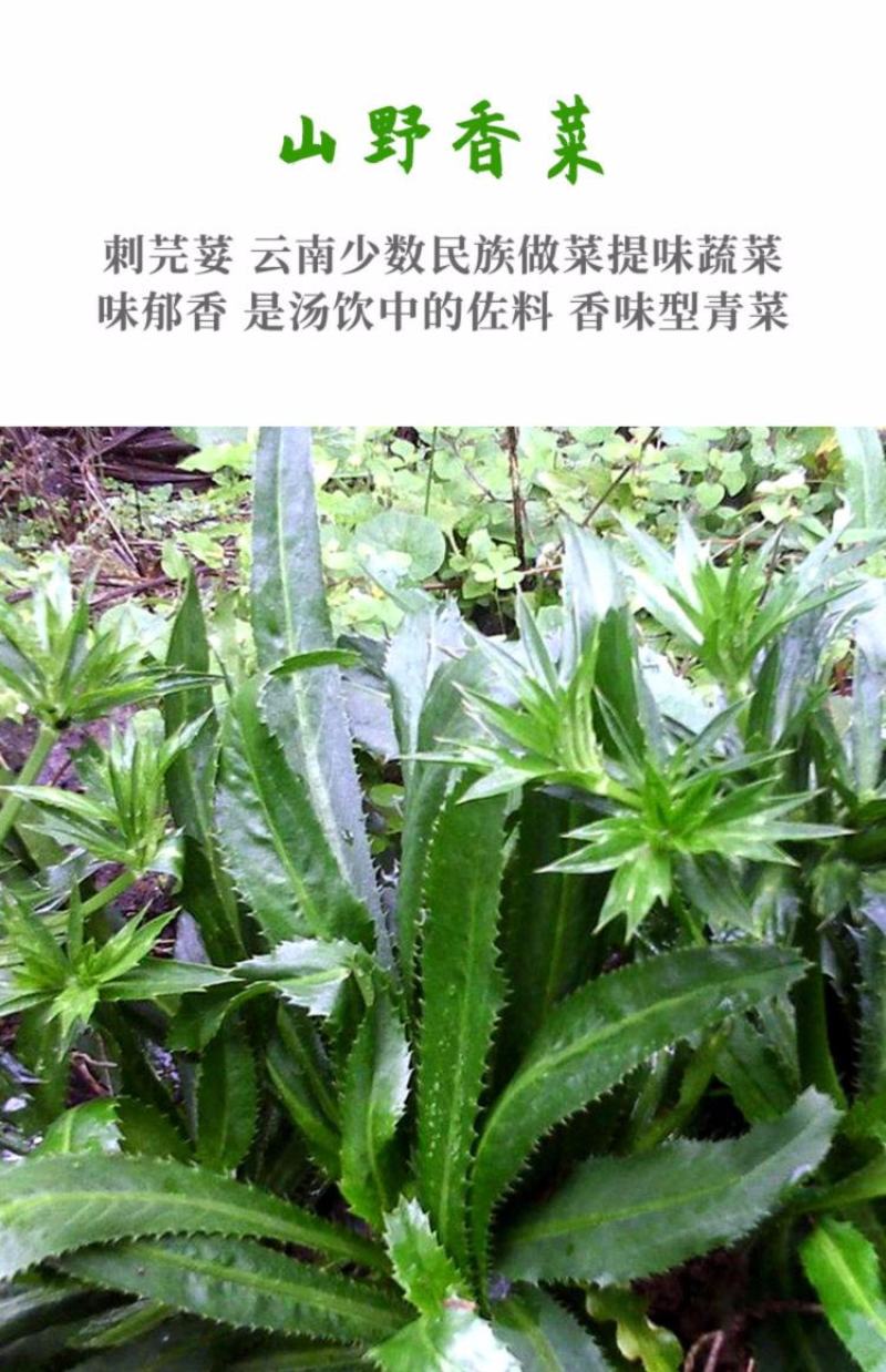 大芫荽香菜种子云南山野大香菜蔬菜四季种籽缅甸刺芫荽野菜种