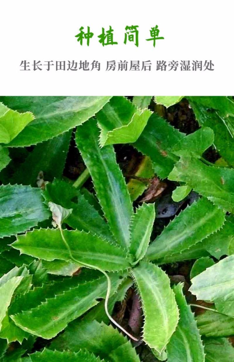 大芫荽香菜种子云南山野大香菜蔬菜四季种籽缅甸刺芫荽野菜种