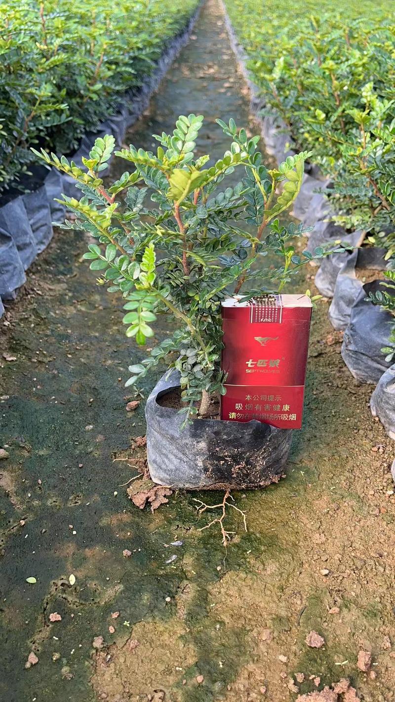 胡椒木清香木高20到30厘米福建漳州苗木基地欢迎咨询
