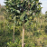 单杆茶花，可用于园林景观造景，重花瓣，花期长。