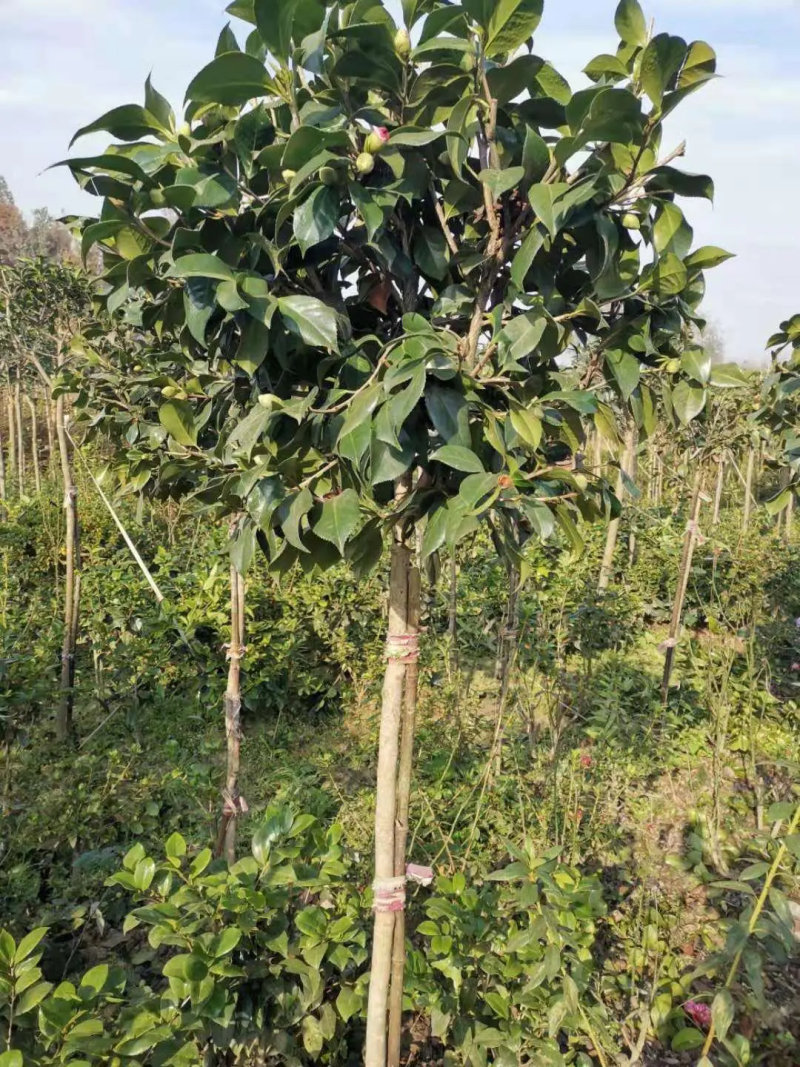 单杆茶花，可用于园林景观造景，重花瓣，花期长。