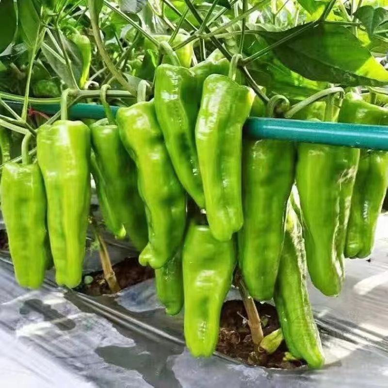 精品太空椒，诚信代办，产地直发，物美价廉。