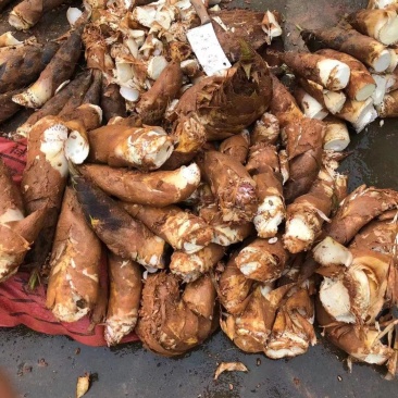 每日精选毛竹笋现挖鲜笋优选品质大量供应