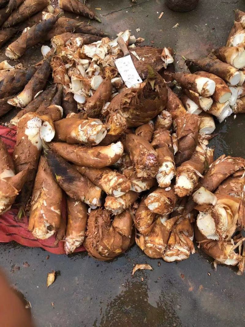 每日精选毛竹笋现挖鲜笋优选品质大量供应