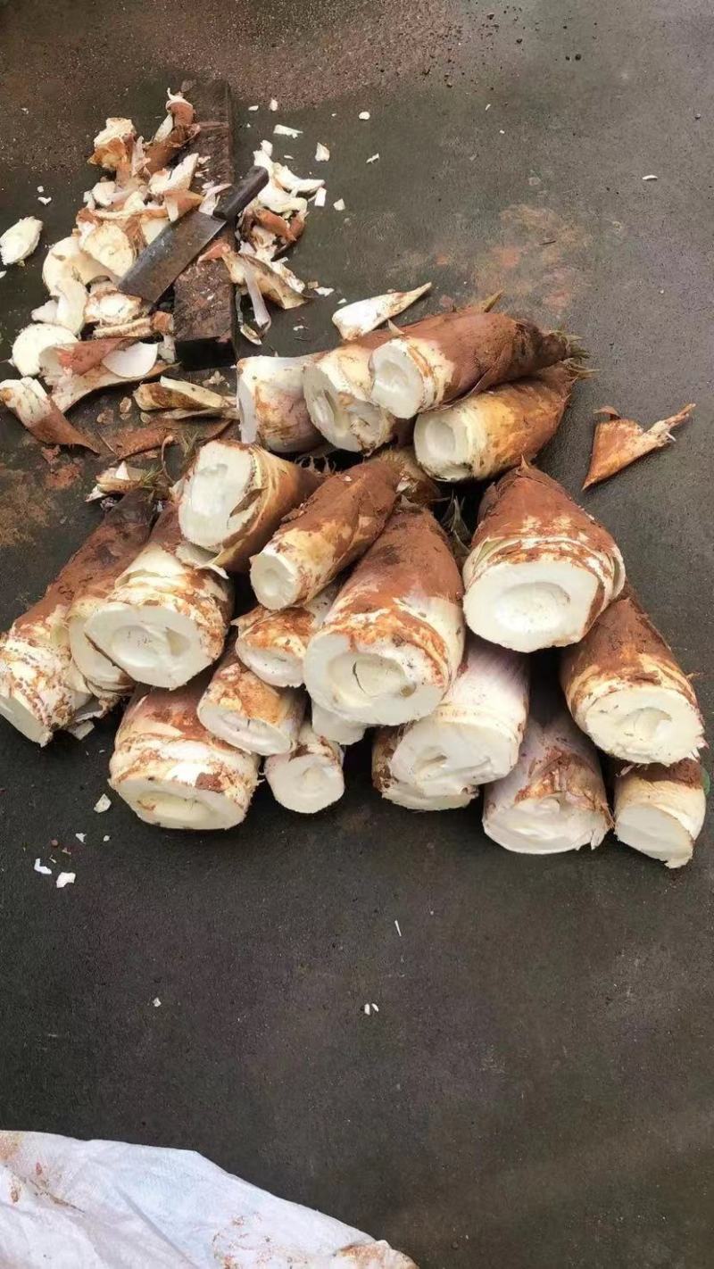 每日精选毛竹笋现挖鲜笋优选品质大量供应