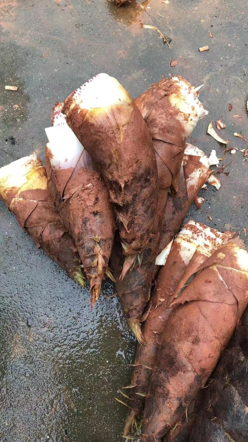 每日精选毛竹笋现挖鲜笋优选品质大量供应