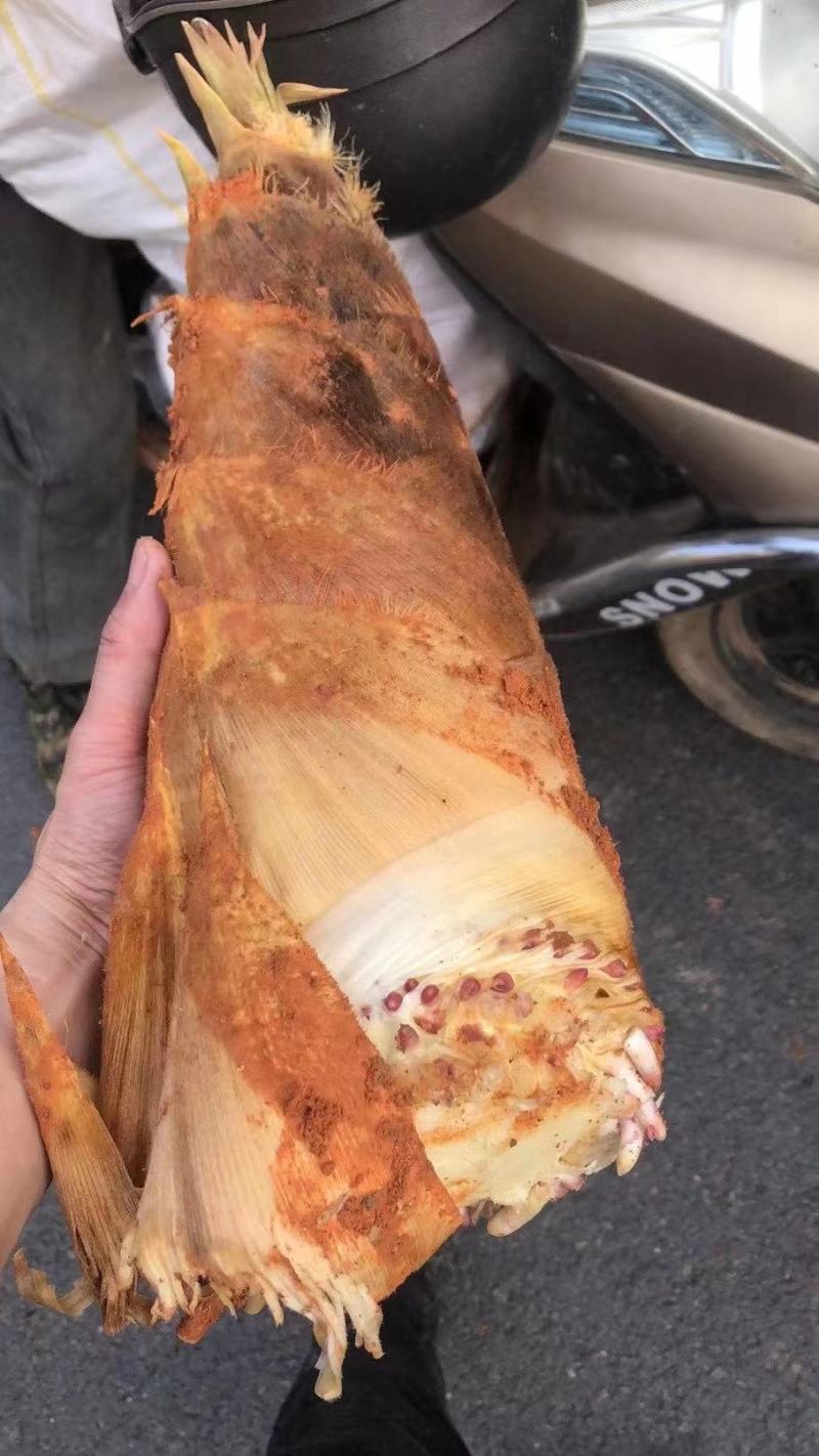 每日精选毛竹笋现挖鲜笋优选品质大量供应