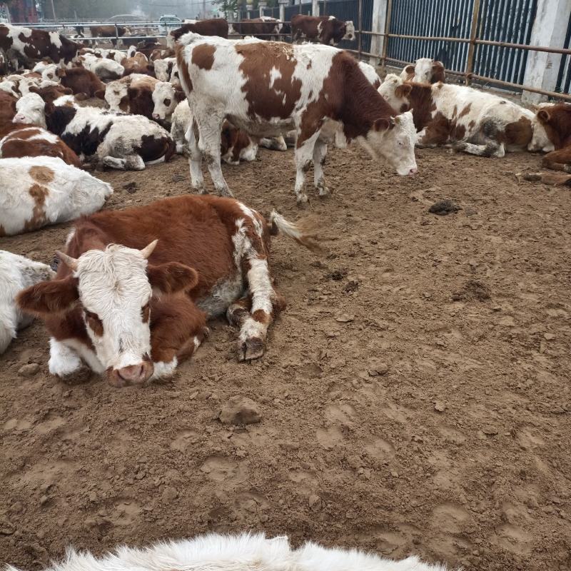 西门塔尔牛西门塔尔牛犊肉牛牛犊3个月西门塔尔牛