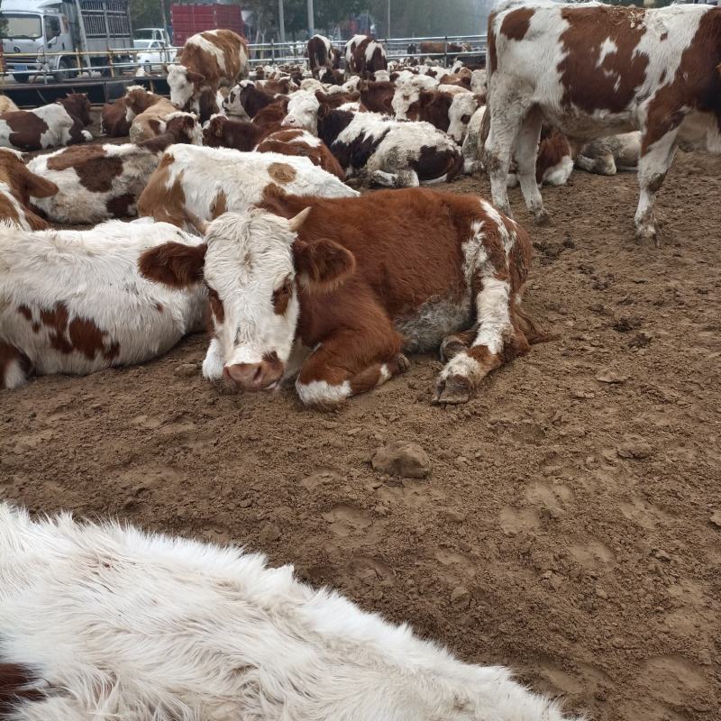 西门塔尔牛西门塔尔牛犊肉牛牛犊3个月西门塔尔牛