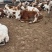 西门塔尔牛西门塔尔牛犊肉牛牛犊3个月西门塔尔牛