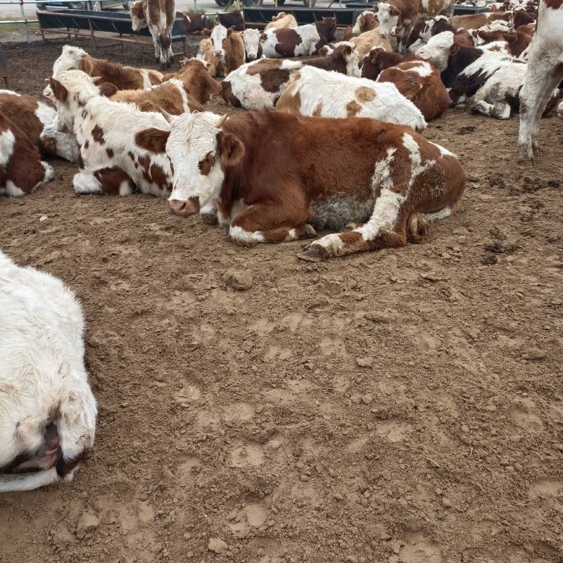 西门塔尔牛西门塔尔牛犊肉牛牛犊3个月西门塔尔牛