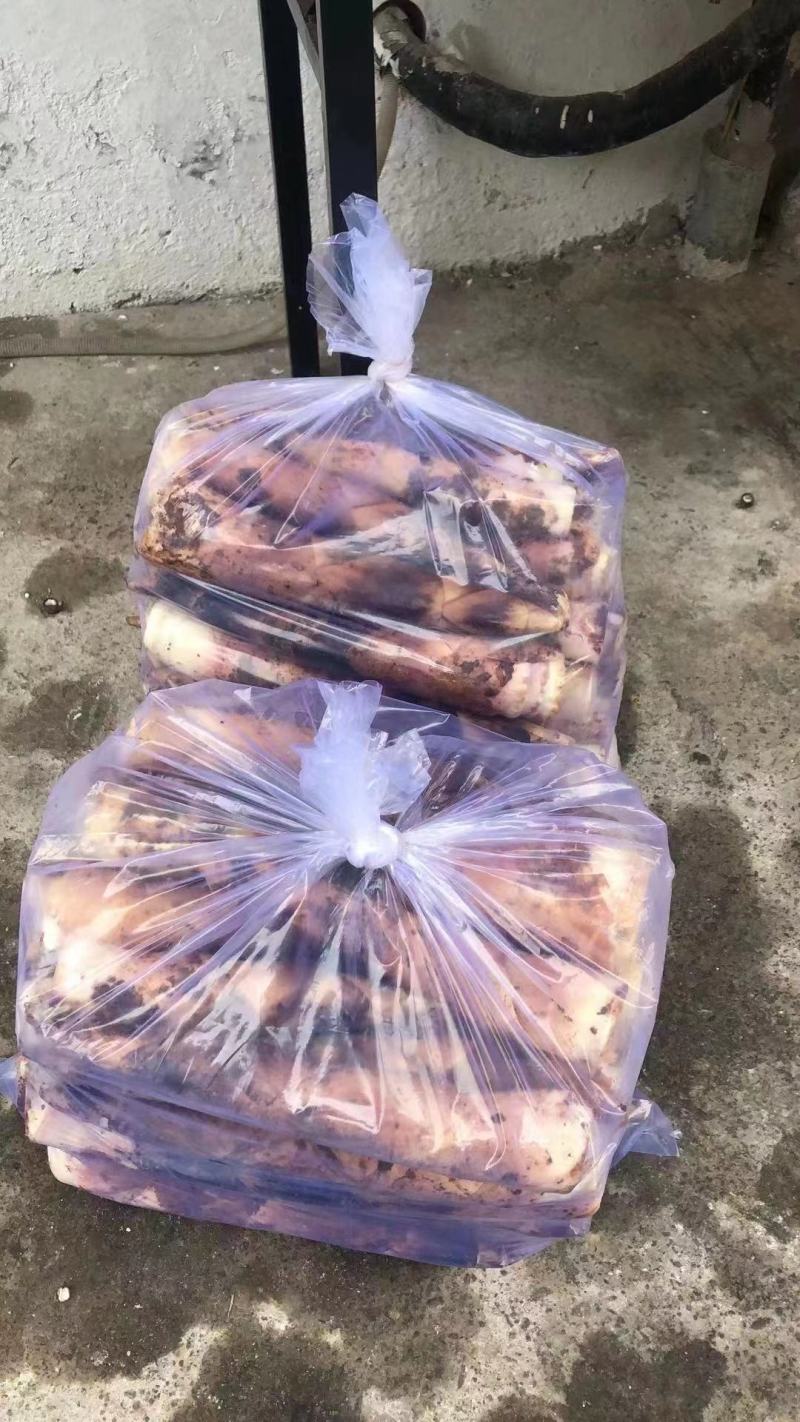 优选精品精选天雷笋春笋食用笋竹笋每日现挖大量供应