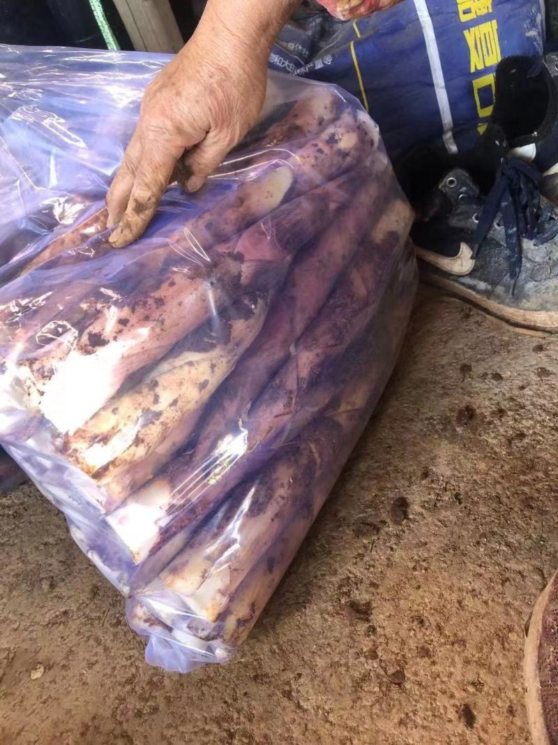 优选精品精选天雷笋春笋食用笋竹笋每日现挖大量供应