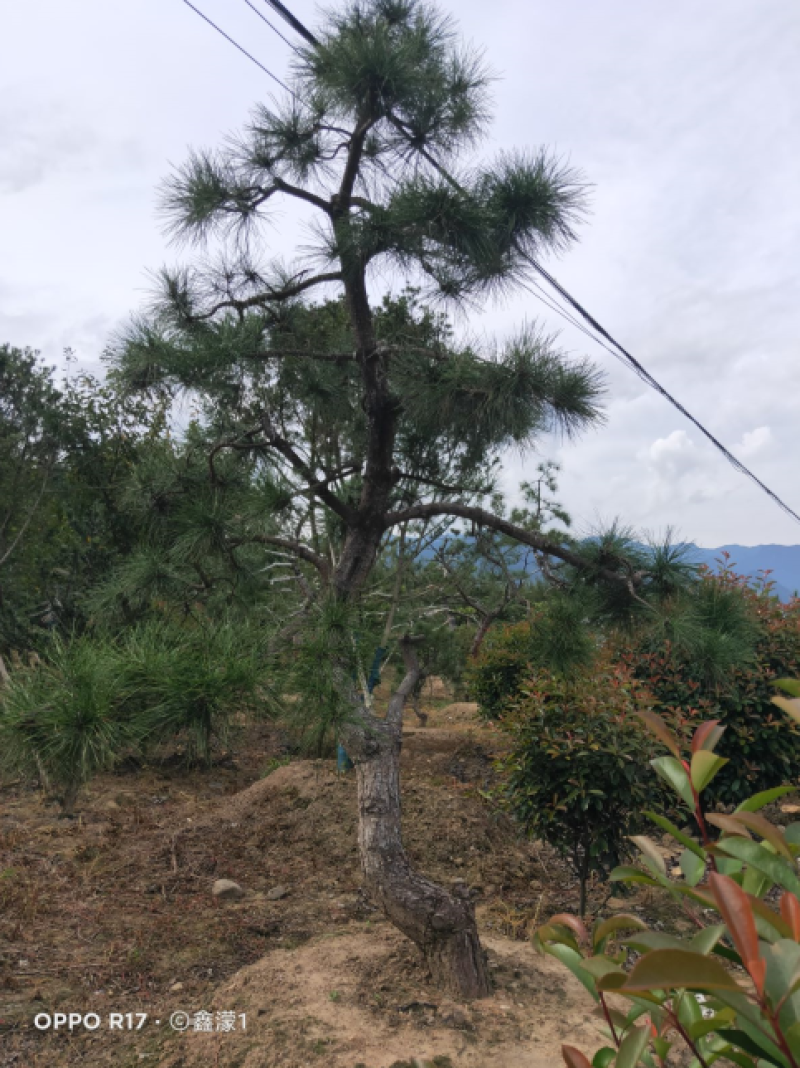 造型油松，可以孤植在景点或是建筑物附近，适应环境能力强。
