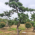 造型油松，可以孤植在景点或是建筑物附近，适应环境能力强。