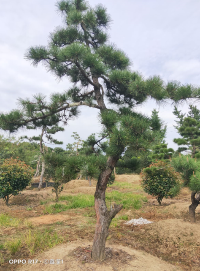 造型油松，可以孤植在景点或是建筑物附近，适应环境能力强。