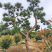 造型油松，可以孤植在景点或是建筑物附近，适应环境能力强。