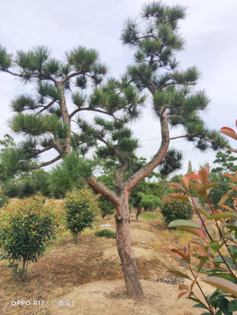造型油松，可以孤植在景点或是建筑物附近，适应环境能力强。