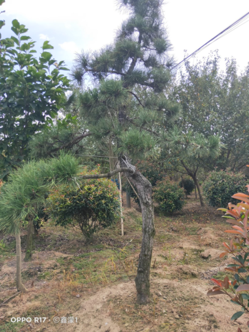 造型油松，可以孤植在景点或是建筑物附近，适应环境能力强。