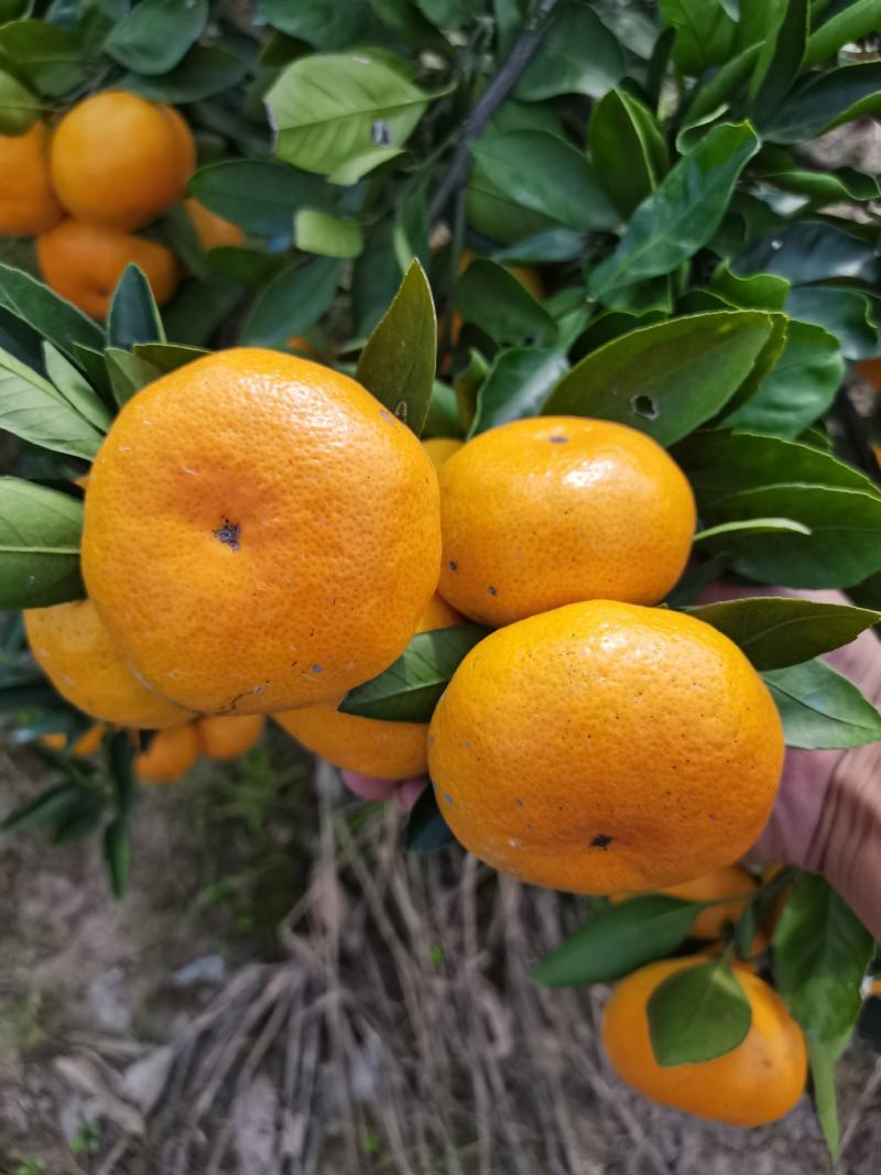 早熟宫川蜜橘现在上市对接各大市场