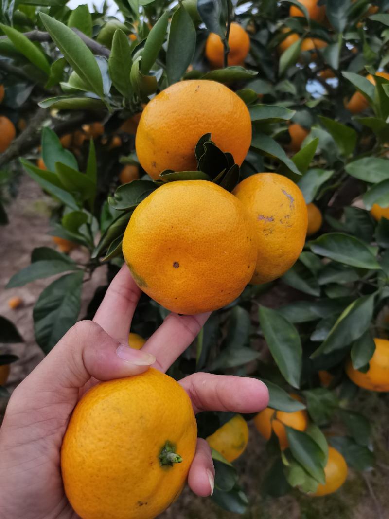 早熟宫川蜜橘现在上市对接各大市场
