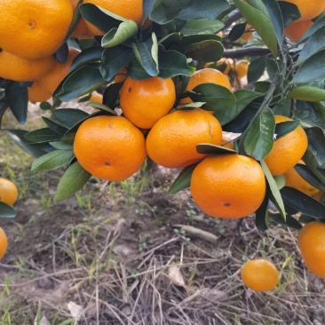 早熟宫川蜜橘现在上市对接各大市场