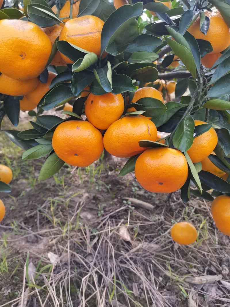 早熟宫川蜜橘现在上市对接各大市场