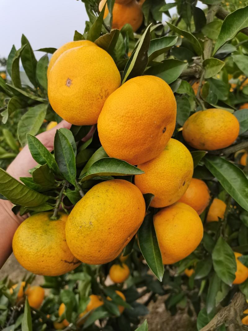 早熟宫川蜜橘现在上市对接各大市场