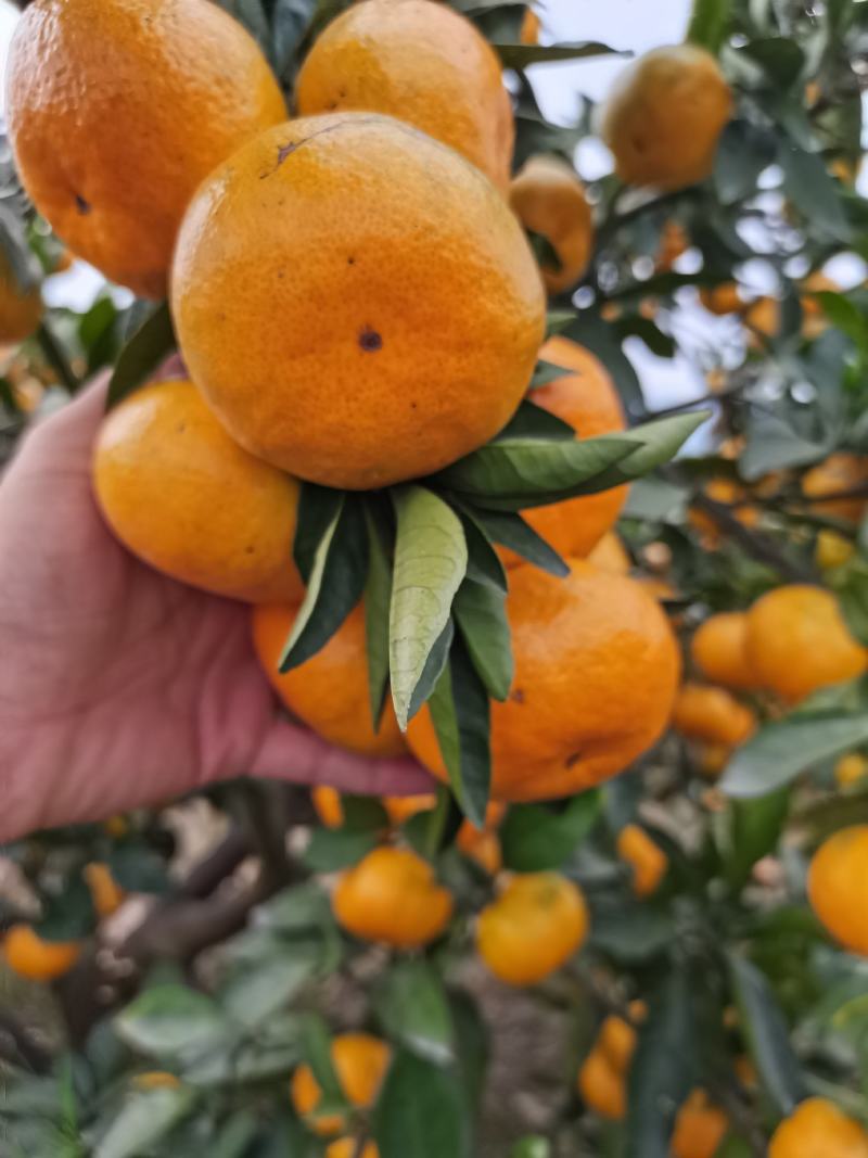 早熟宫川蜜橘现在上市对接各大市场