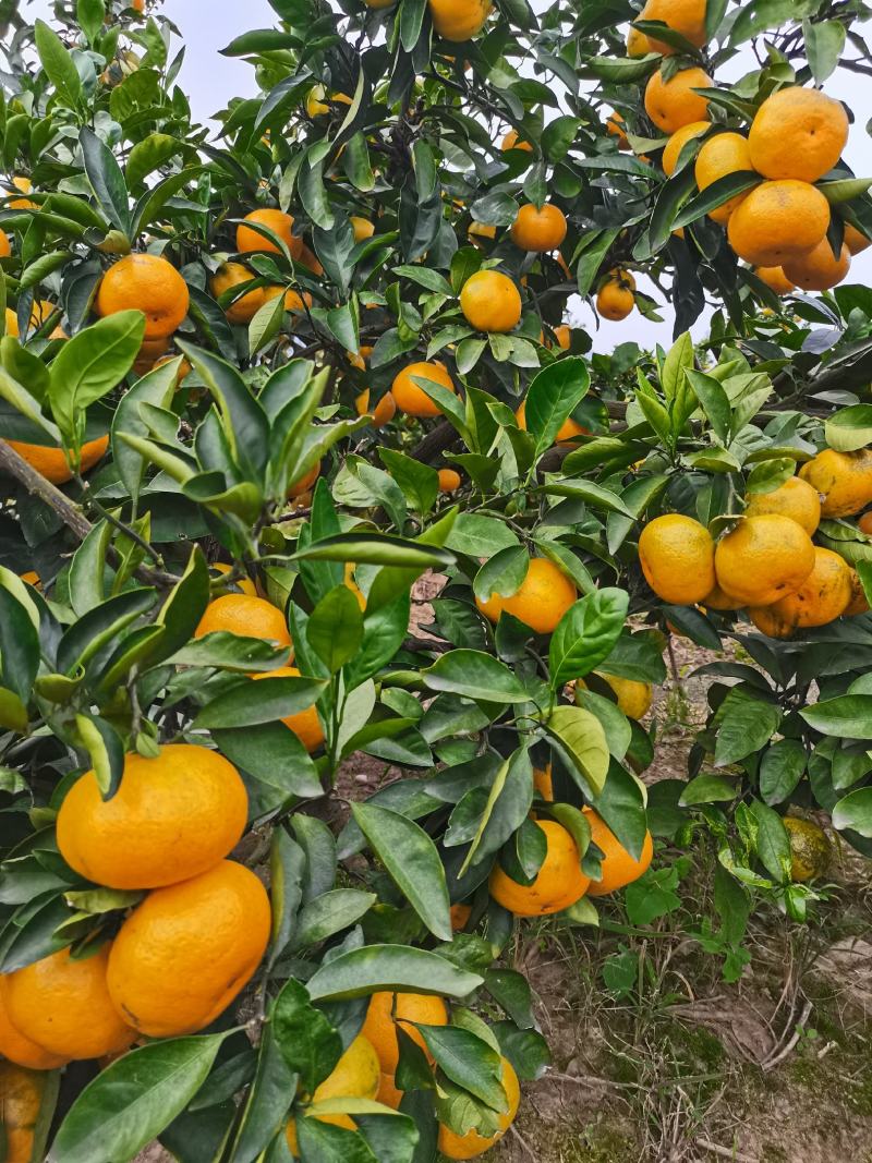 早熟宫川蜜橘现在上市对接各大市场