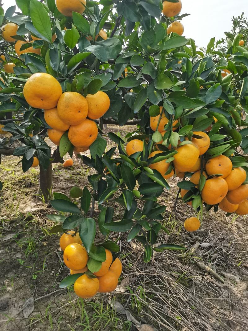 早熟宫川蜜橘现在上市对接各大市场