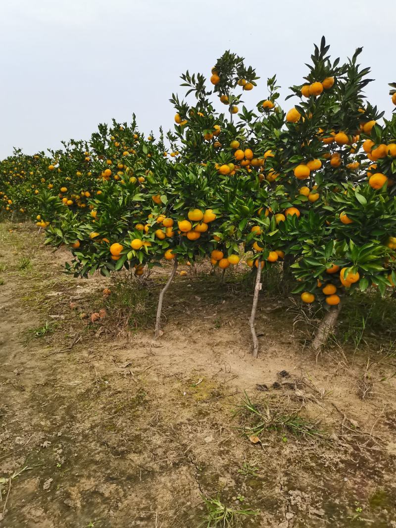 早熟宫川蜜橘现在上市对接各大市场