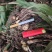野生毛茨菇种苗纯野生种苗产地发货质量保证包成活现货现货