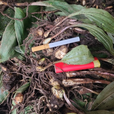 野生毛茨菇种苗纯野生种苗产地发货质量保证包成活现货现货