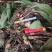 野生毛茨菇种苗纯野生种苗产地发货质量保证包成活现货现货