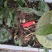 野生毛茨菇种苗纯野生种苗产地发货质量保证包成活现货现货