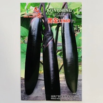 紫黑茄种子龙盛黑金11869早熟品种杂交一代种子