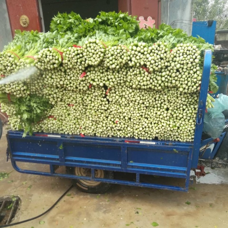 夏邑万亩大棚西芹，大量上市，按需求采割，代发全国