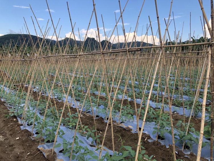 胡椒树支撑架搭建
