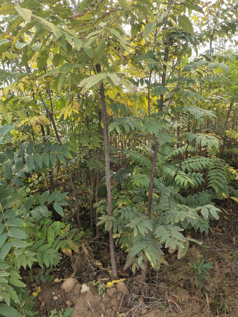 香椿树红油香椿树包邮